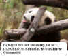 panda2.jpg (24202 bytes)