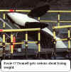whale.jpg (36463 bytes)