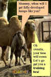 camels.jpg (35796 bytes)