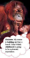 orangutan.jpg (29339 bytes)