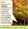 autumn-leaves-vermont.jpg (45263 bytes)