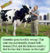 cow-to-be-cloned.jpg (37503 bytes)