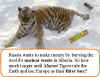 tiger-snow.jpg (34524 bytes)