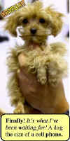 dog-tiny-cute.jpg (24470 bytes)