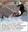 whale-shamu-football.jpg (66854 bytes)