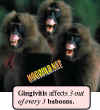 baboons-receding-gumlines-gingivitis.jpg (18220 bytes)