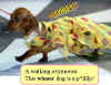 dog-evening-outfit.jpg (25108 bytes)