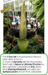 amorphophallus-titanium-plant.jpg (59427 bytes)
