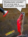 meerkat.jpg (27409 bytes)