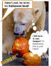 polar-bear-pumpkins.jpg (34899 bytes)