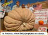 pumpkins-obese.jpg (40139 bytes)