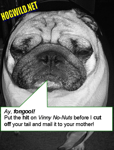 funny pics of pugs. Want this funny MySpace
