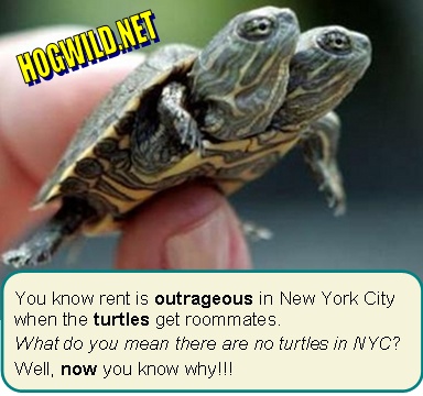 new york city turtle