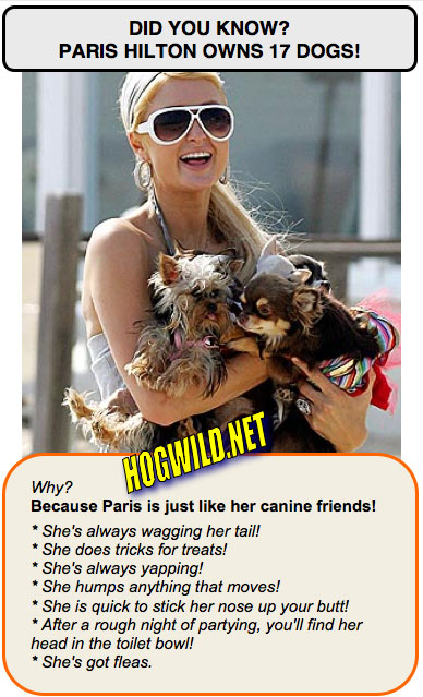 paris hilton dogs