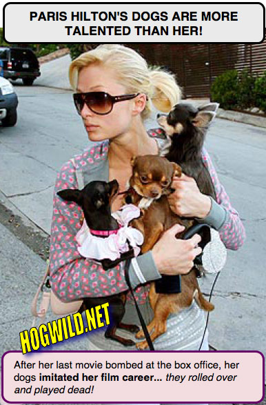 paris hilton dogs