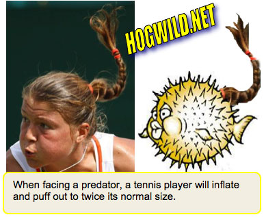 wimbledon tennis blowfish