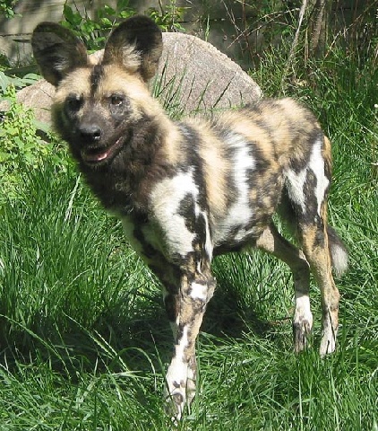 african wild dog