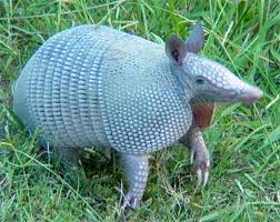 armadillo