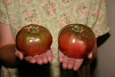 tomatoes