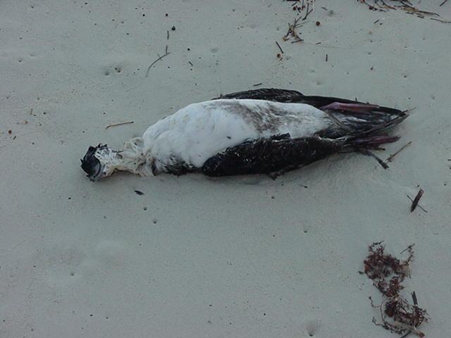 A romantic walk on the beach. Soft sand, warm sundown, gentle ocean, dead festering birds . . .