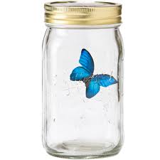 butterfly in jar