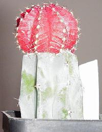 A cactus is supposed to GIVE you a prick, not LOOK like one.