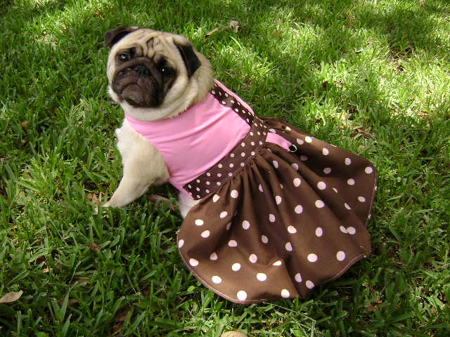 dog in dress