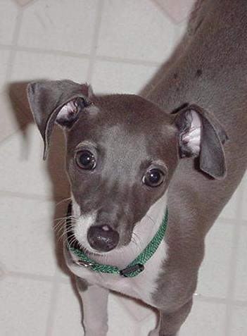 Sherwood the Italian Greyhound