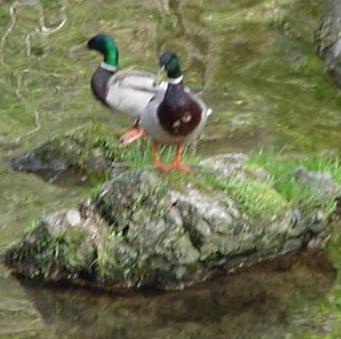 Duckies!
