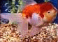 goldfish