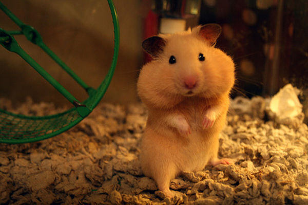 hamster