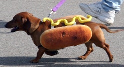 hot-dog-wiener-dog-costume.jpg