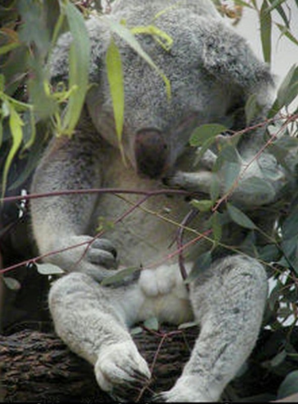 koala bear balls