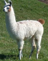 llama