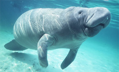 manatee