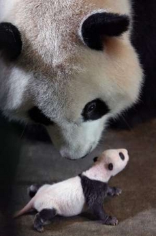 giant panda baby