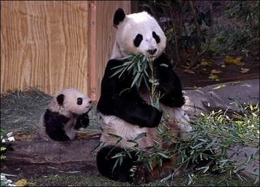 panda bamboo