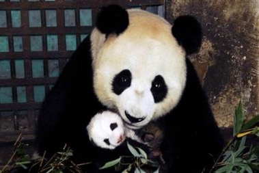 giant panda cub