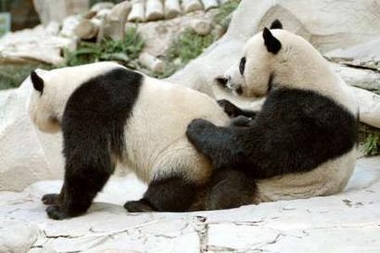 giant pandas sex