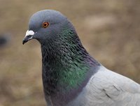 pigeon