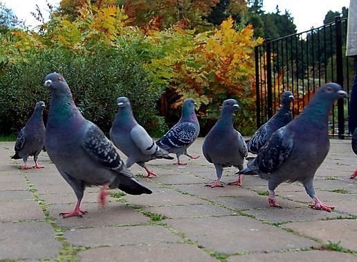 pigeons