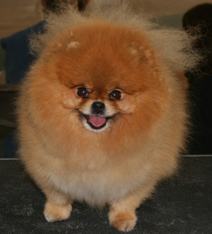 pomeranian