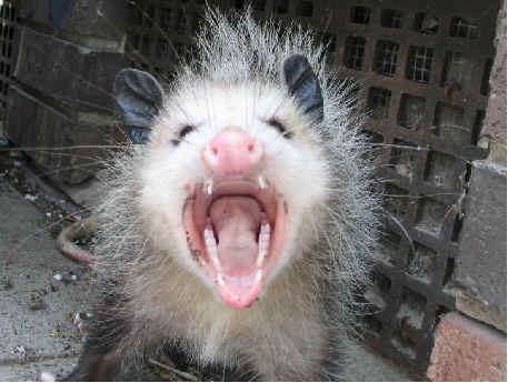 possum