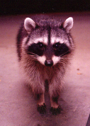 raccoon