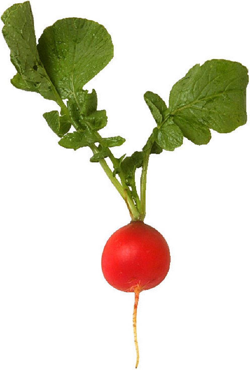 radish