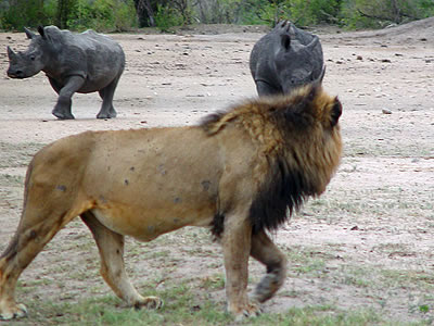 rhino-vs-lion