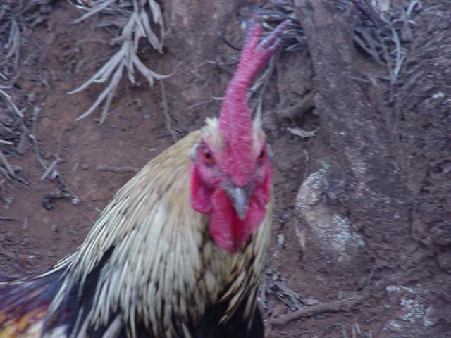 In Hawaii, chickens run around the streets like they own the joint. This is a picture of Lunch looking me straight in the eye.