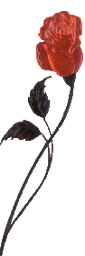 valentine's day rose