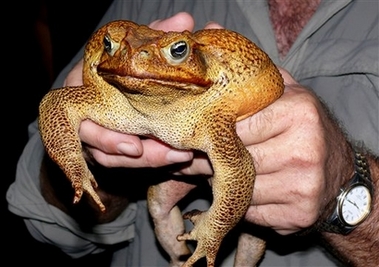 monster toad