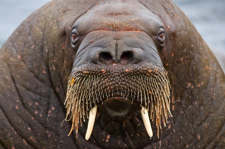 Walrus